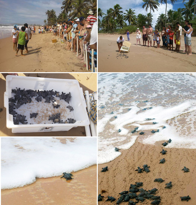 A soltura de tartarugas marinhas pelo projeto Tamar na Praia de Busca Vida: segurança para os filhotes, que podem ser obervados pelos hóspedes do Bahia Plaza Hotel em algumas épocas do ano.